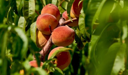 На севастопольских предприятиях начался сбор урожая персиков
