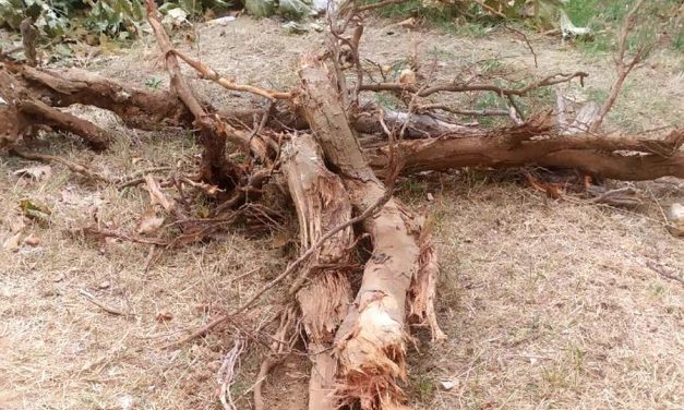 Ремонт севастопольского двора убивает деревья
