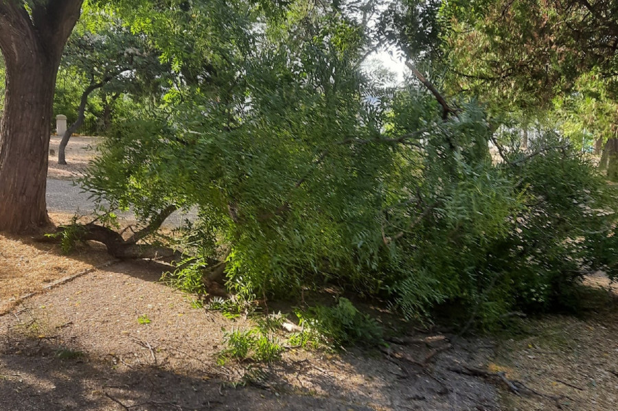 Упавшая ветка софоры перекрыла дорожку в севастопольском парке