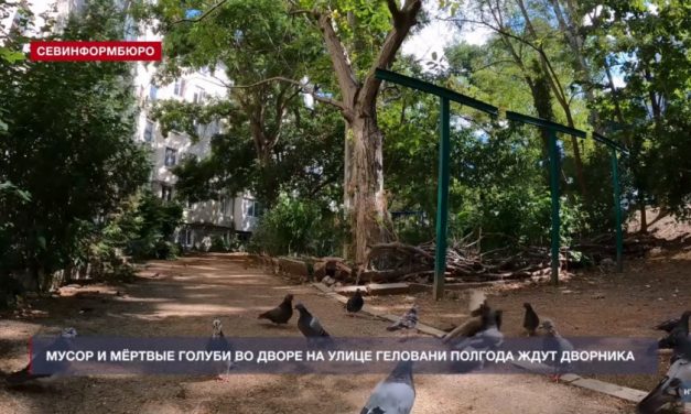 Мёртвые голуби и мусор более полугода ожидают дворника в севастопольском дворе