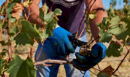 Севастопольские аграрии планируют собрать более 20 тысяч тонн винограда