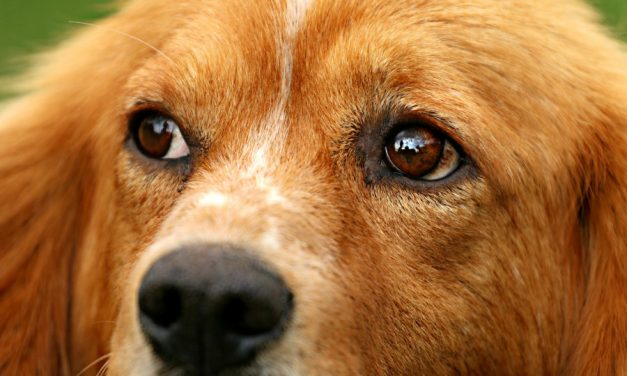 В Севастополе спасли собаку из технического колодца