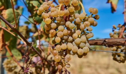 В Севастополе стартовал сезон сбора урожая винограда
