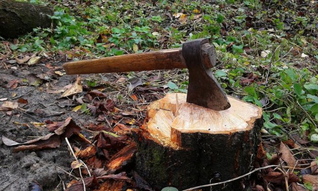 В Севастополе запустили карту вырубаемых и высаживаемых деревьев