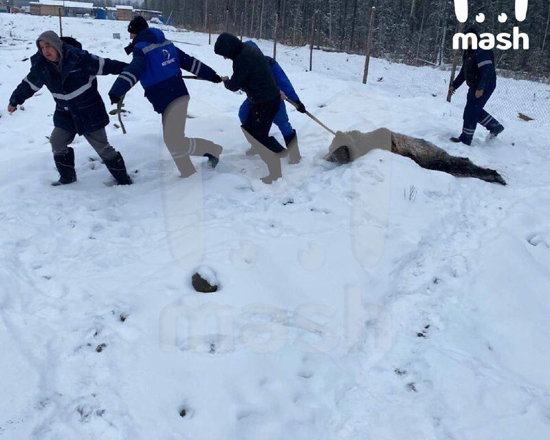 Нападение медведя на вахтовиков 10 ноября