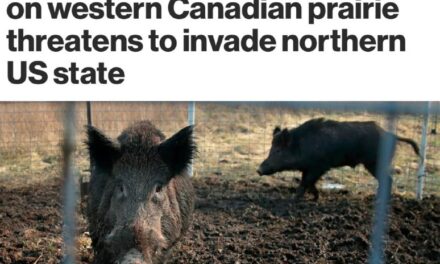 Канадские свиньи угрожают северной границе США