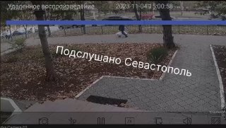 Опасность тополей: ветка диаметром 30 см упала в Севастополе