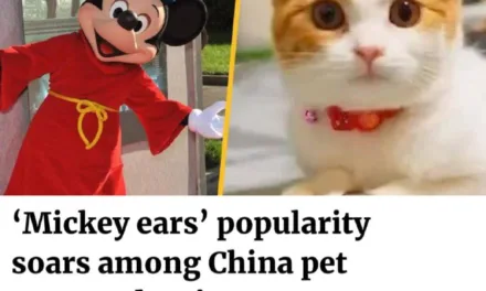 Пластическая операция на уши кошкам в Китае