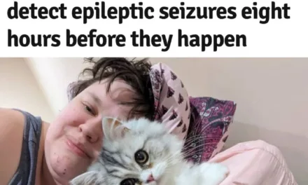 Кошка-предсказатель Мэгги: обнаружение эпилептических припадков за 8 часов