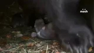 Новорождённые медвежата: два 300-граммовых чуда