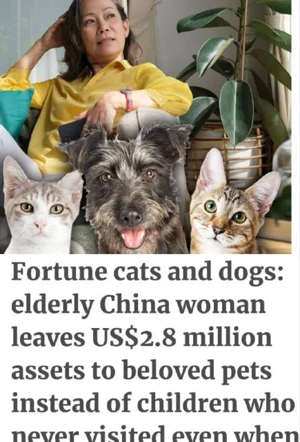 Пожилая китаянка оставила состояние кошкам и собакам