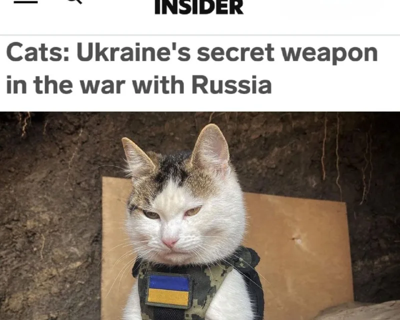 Кошки: секретное оружие Украины в войне