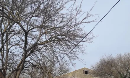 Проблема обрезки деревьев в районе Жидилова: срочные меры нужны