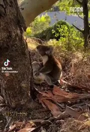 Самец коалы плачет над умершей подругой