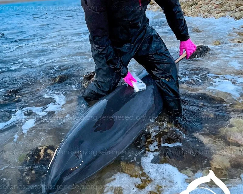 Трагедия в Севастополе: выброс дельфинов