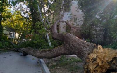 Авария на сетях наружного освещения: падение дерева оставило без света ул. Четвертакова