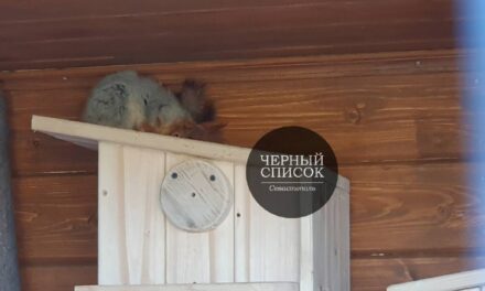 Белку закрыли в клетке в парке Ахматовой, возмущены жители Севастополя