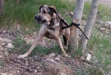 Брошенная собака в Севастополе срочно нуждается в передержке