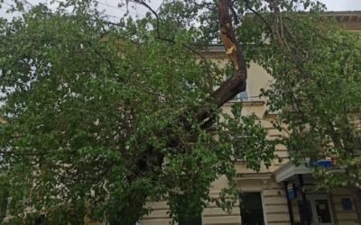 Дерево упало на машину в Севастополе, городские власти бездействуют