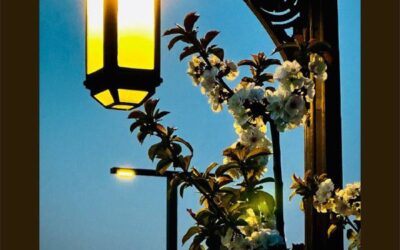 Расписание включения и отключения уличного освещения Севастополя на следующую неделю
