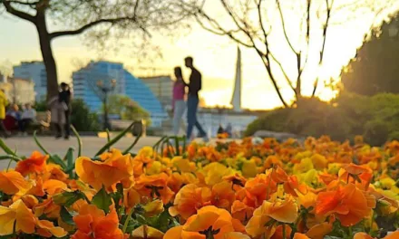 Севастополь украсят более 400 тысяч растений этим летом