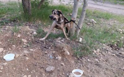 Собаку привязали с запиской и бросили в парке Севастополя