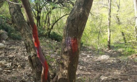 Вандализм на Большой севастопольской тропе: деревья облиты краской