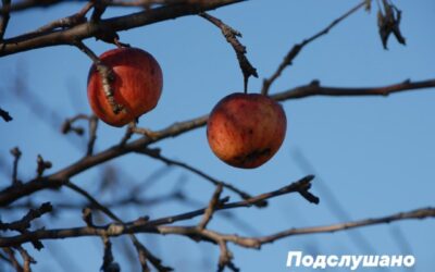 Крымские хозяйства потеряли до 95% урожая яблок из-за заморозков