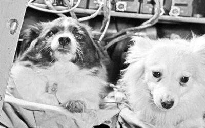 Первые четвероногие покорители космоса: собаки Дезик и Цыган совершили суборбитальный полёт
