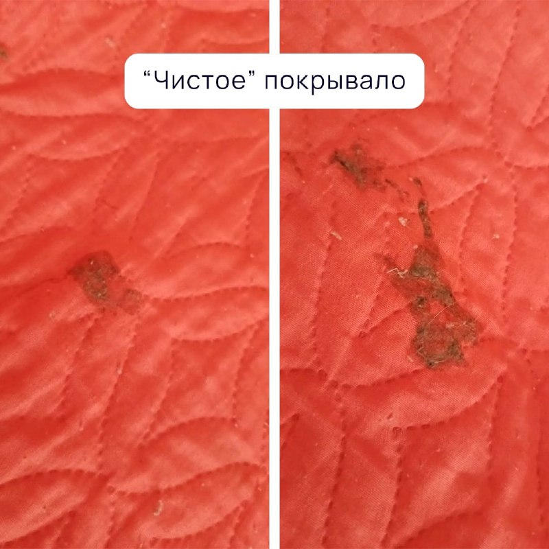 Ужасные условия в севастопольском лагере «Ласпи» шокировали родителей