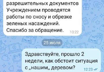 Дерево с трещиной ствола угрожает газовым трубам и дороге в Севастополе