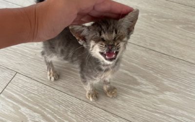 Котенок в беде: срочно нужна помощь в Севастополе