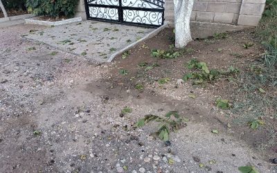 Черный список» для любителей поживиться на чужом: орехи, черешня и другие «трофеи