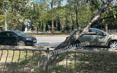 Дерево упало на провода на улице Генерала Острякова, жители ждут помощи