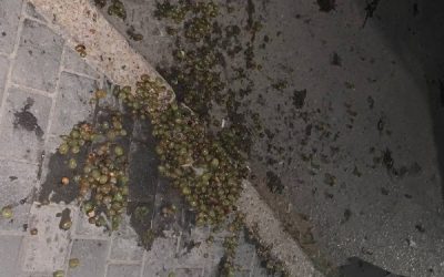 Несовершеннолетние мальчики предлагали купить виноград за 50 рублей на Юмашева