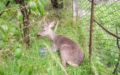 Косулю, пострадавшую от нападения бродячих собак, спасли в Крыму