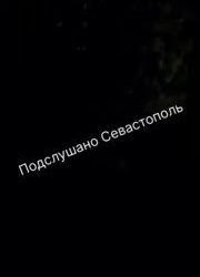 Стаи бродячих собак терроризируют жителей Севастополя