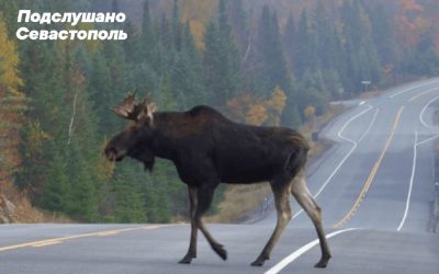 В Севастополе введены штрафы за гибель диких животных в ДТП