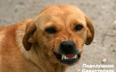 Чиновники Крыма выплатят компенсацию девочке, покусанной собакой