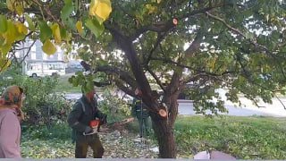 «Парки и скверы» беспощадно уничтожают здоровые деревья в городе, игнорируя заботу жителей