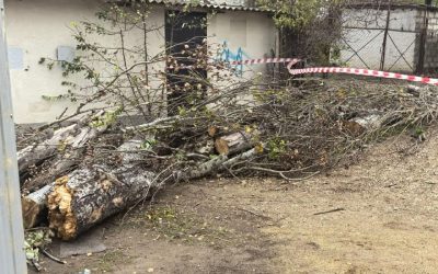 Прокуратура проверит травмирование людей при падении дерева в Севастополе