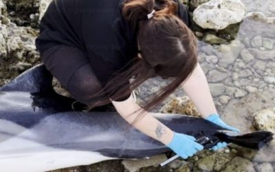 На побережье Чёрного моря найдены 37 погибших птиц и 2 дельфина