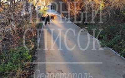 Стая бродячих собак на Проспекте Победы: жители опасаются нападения