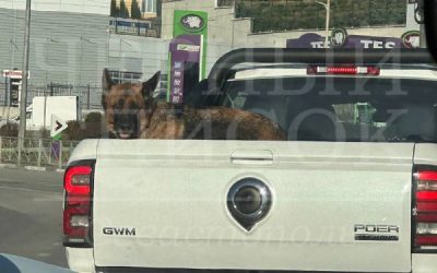 Водитель перевозил собаку в экстремальных условиях, подвергая ее опасности