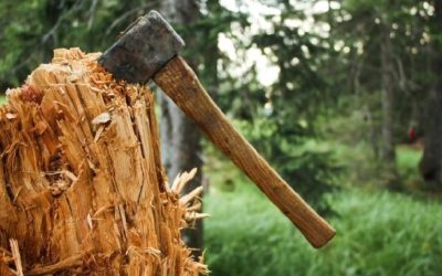 Житель Севастополя выплатит 2,7 млн рублей за незаконную вырубку деревьев в «Ласпи»