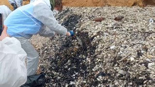 Волонтеры и горслужбы продолжают очистку Севастополя от разлива мазута