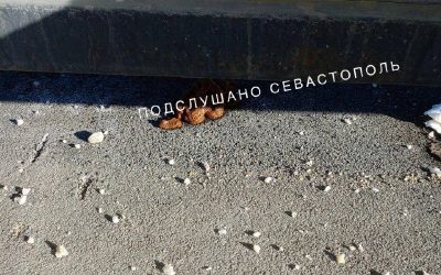 Севастополец заметил нечистоплотного водителя, оставившего «сюрприз» у остановки