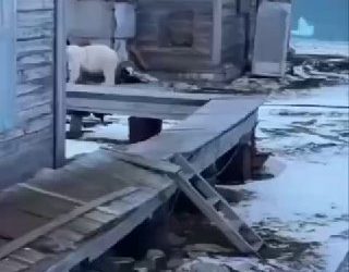 Макрон призывает победить Россию, ЕС вводит новые санкции, а медведь убегает с острова