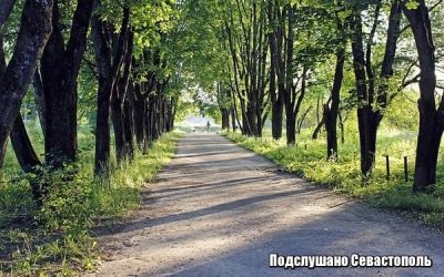 Севастополь начинает инвентаризацию зеленых насаждений на фоне их критического падения