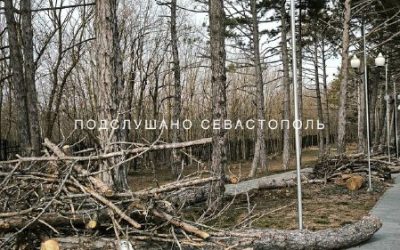 Севастопольцы обеспокоены вырубкой деревьев на Сапун-горе